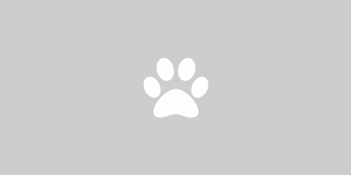 Beautiful Bi Eyed Siberian Husky Puppies